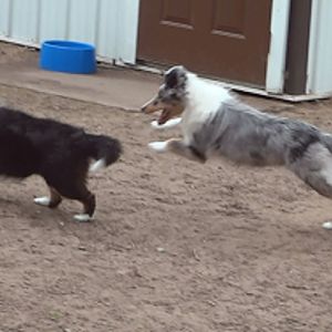 Chasing his sister Magnolia(Nolie)