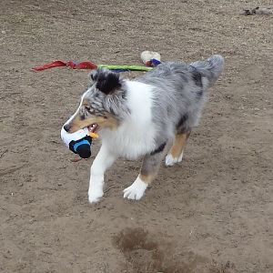 showing off his retrieving skills