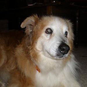 Zip home with his new foster dad. His eyes say thank you for helping me.