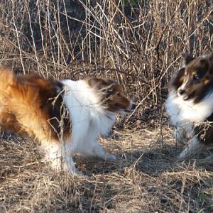 Dogs playing?????  Yep!   How can one tell?!  LOL!