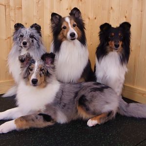 The gang- Birch at 6 months. The angle makes him look huge!