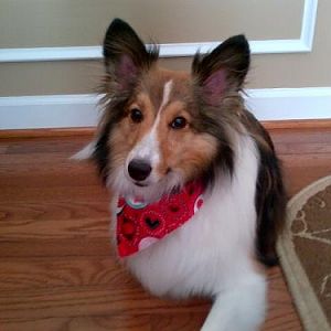 Bentley poses for a lay-back pic wearing his springtime bandana!