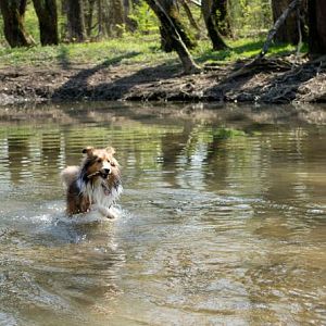 retrieve stick