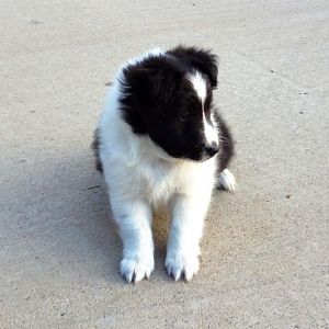 6 weeks