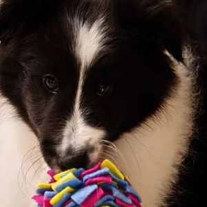 First night home, major play time!