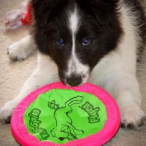 Frisbee?