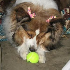I didn't know they made tennis balls this small! This might actually fit in my mouth!