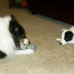Playing (or taunting) with our border collie puppy Daisy. November 2003.