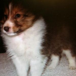 Dixie