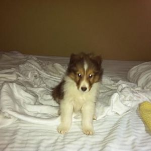 Dixie's first night with her new Mommy and Daddy!!