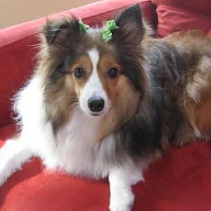 See my pretty bows!
