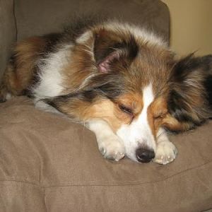I deserve this nap after a long day of baths, haircuts, and posing for pics!