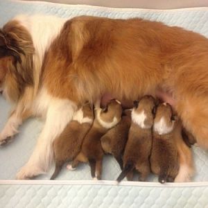 Amber with her 6 puppies
