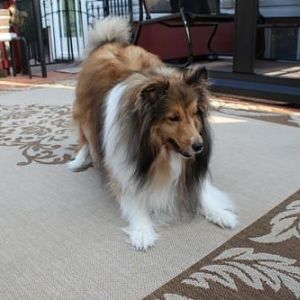 Brandi waiting on fetching the ball