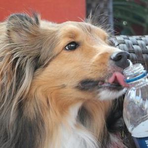 Brady drinking Diane's water