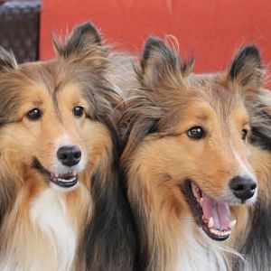 The Sheltie 2