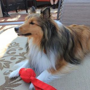 Brady & the Wubba