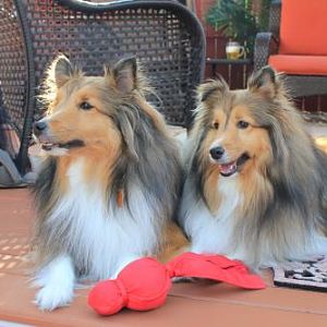 Two Shelties