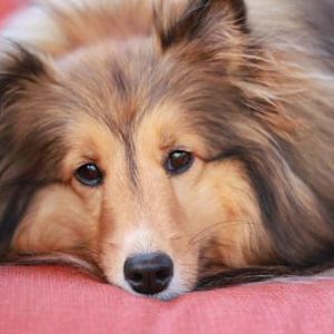 Lazy Brandi girl