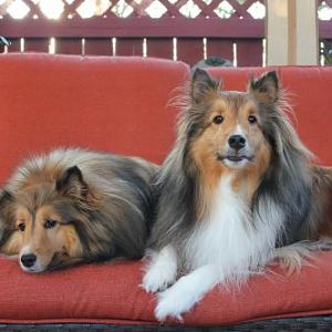The Sheltie 2