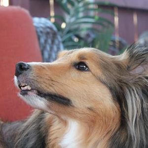Brady profile