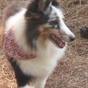 Scout - we miss you