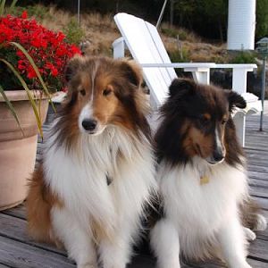 Boys on the dock....Indy in trouble because he was chasing the mink and rolling in poo!  And he knows it!
