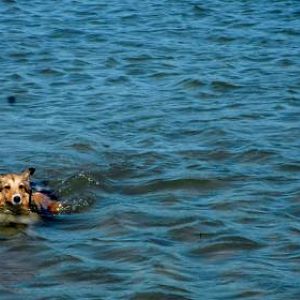 First summer he walks all the way in to swim by himself