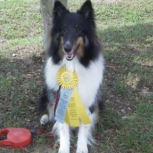 UKC Companion Dog title 9-16-12 Earned in 3 consecutive trials at 17 months old.