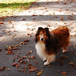Fall was made for shelties.