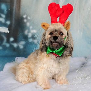 Lily reindeer