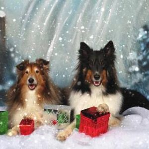 boys paw on box in snow