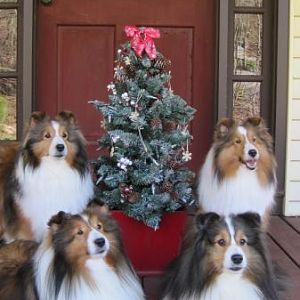 Christmas 2012
Pixie, Barkley, Checkers & Lacey