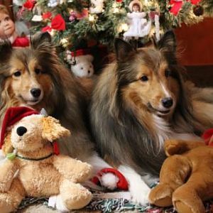 Two Shelties - photo shoot 1