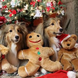 Amongst the toys