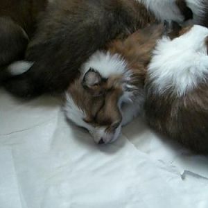 Bobo, the day we went to see him for the first time.