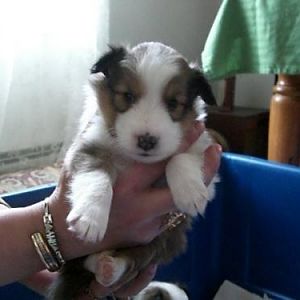 Bobo, at 4 weeks.