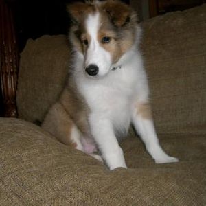 Bobo, his first day home with us.