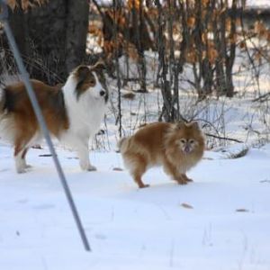 Bobo's first snow with Sandy, my then 14 year old Pommie.