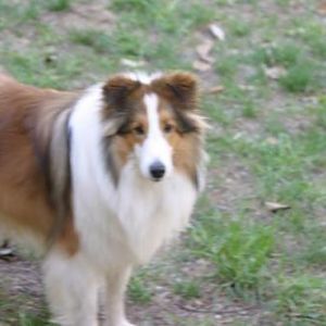 Bobo at 5.5 years old.