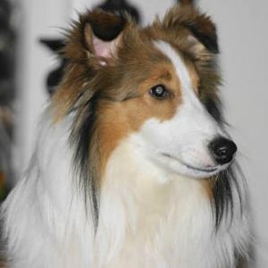 Bobo, 5.5 years old