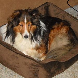 Rocky Roo in his gel bed