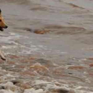 wave herding on the rocky beaches