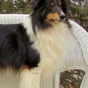 Prince Chester Augustus of Providence Ridge "Gus"