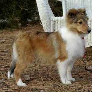 Classic Manhattan of Providence Ridge at 12 weeks old