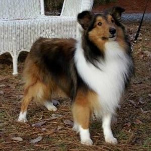 Steven Augustus of Providence Ridge "Steven" at 12 months old