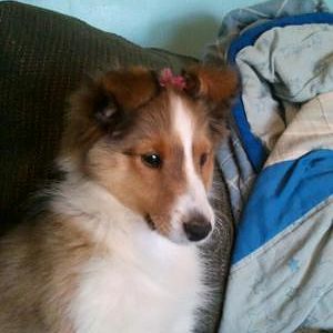 Sadie's new pink bow! 12 weeks old