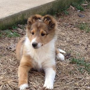 Homer at 9 weeks old