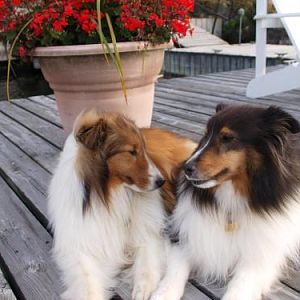 Dude....Something doesn't smell so good.  Yu smell bad!   No!  yu smell bad!   Ok we both smell bad!  Wasn't that goose poo something!