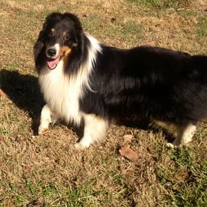 Prince Chester Augustus of Providence Ridge